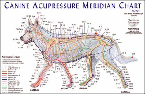 Canine Acupressure